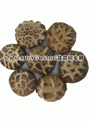 (18)5CM饼花菇(500g)